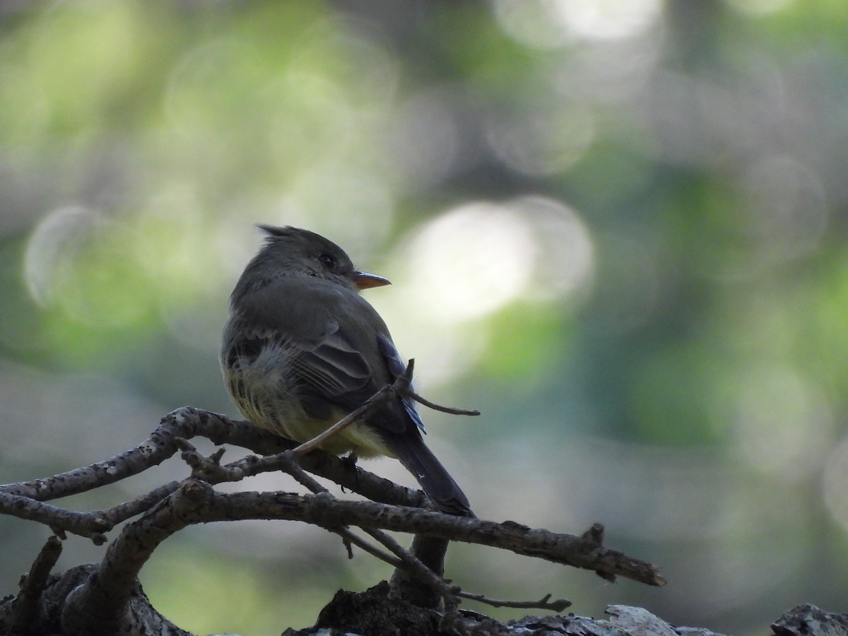 Greater Pewee - ML624978119