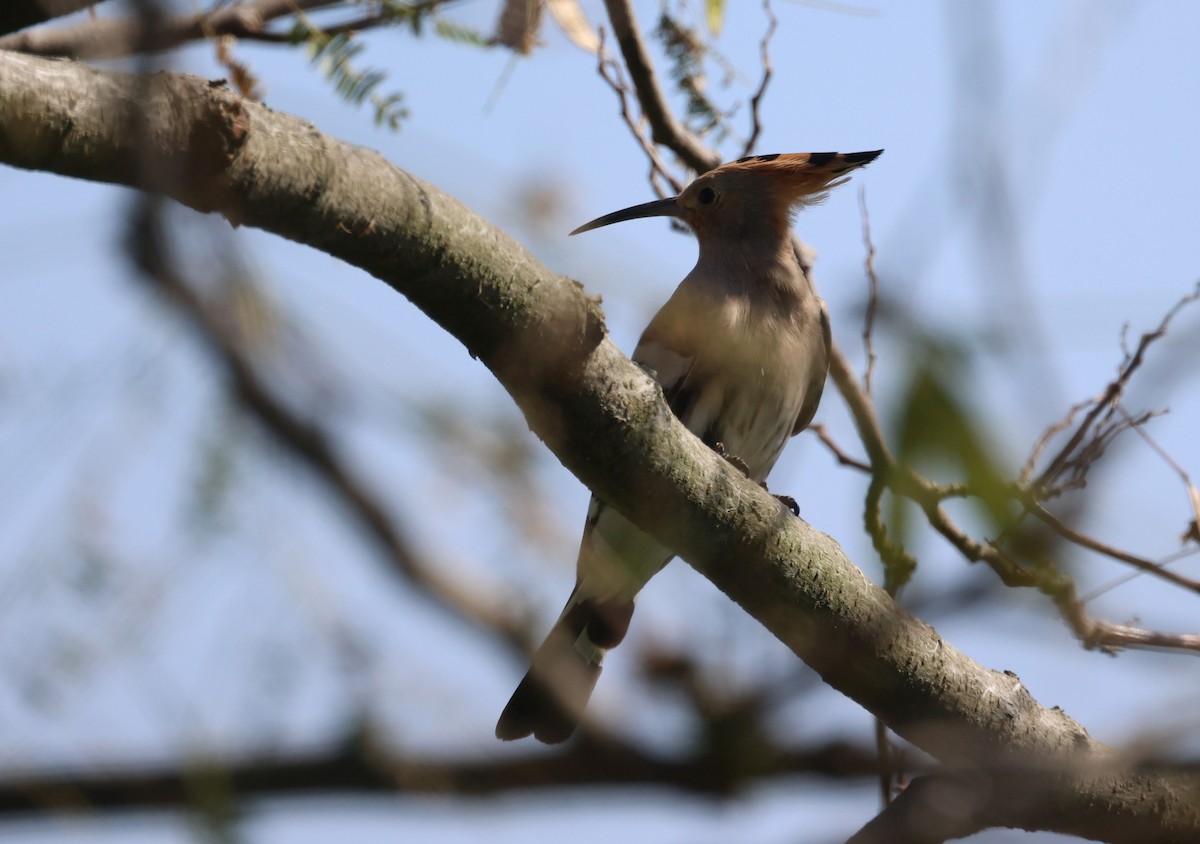 Eurasian Hoopoe - ML624978124