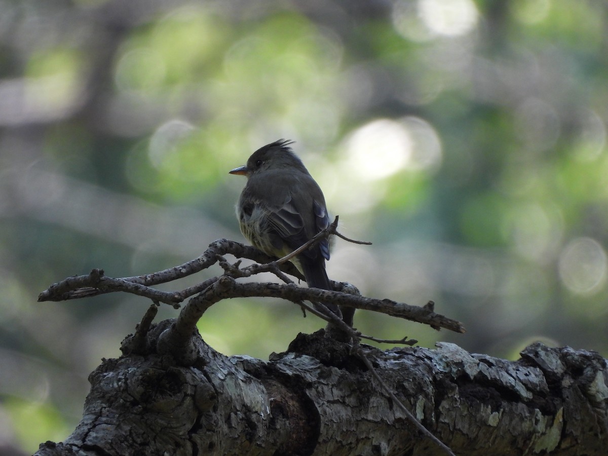 Greater Pewee - ML624978128