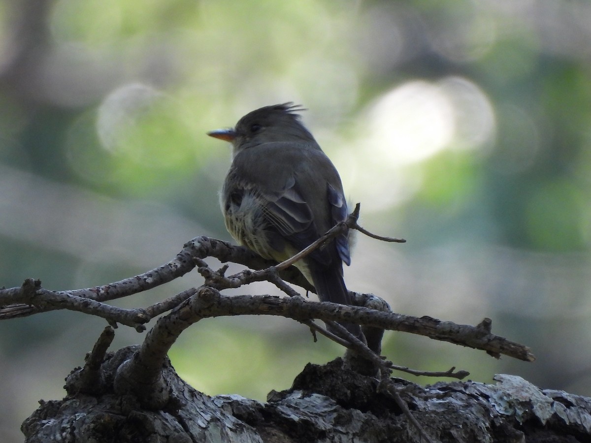 Greater Pewee - ML624978131