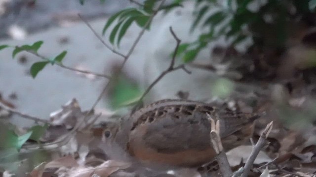 American Woodcock - ML624978183