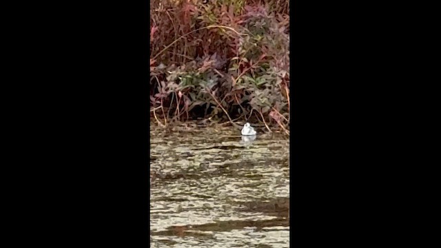 Falaropo beccolargo - ML624978237