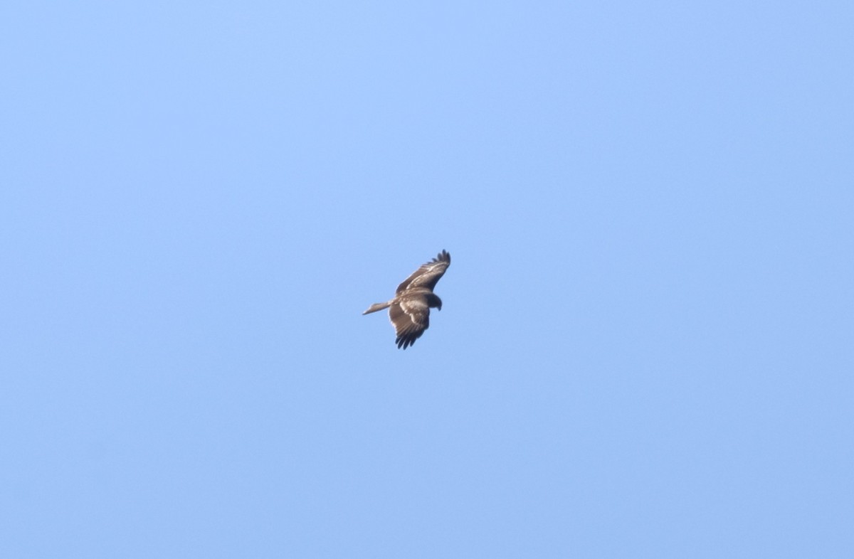 Black Kite - ML624978245