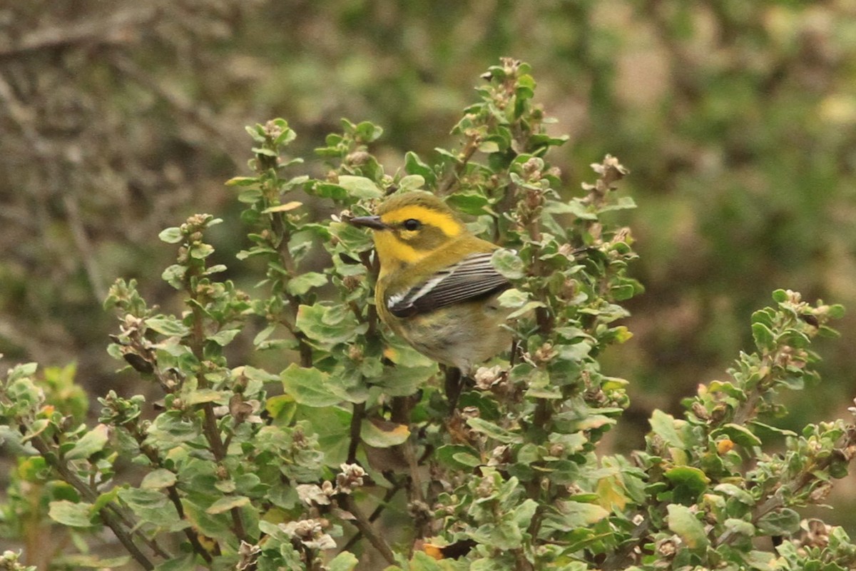 Townsend's Warbler - ML624978272