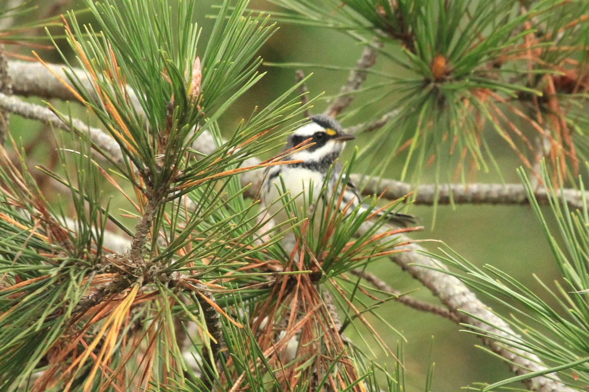 Black-throated Gray Warbler - ML624978288