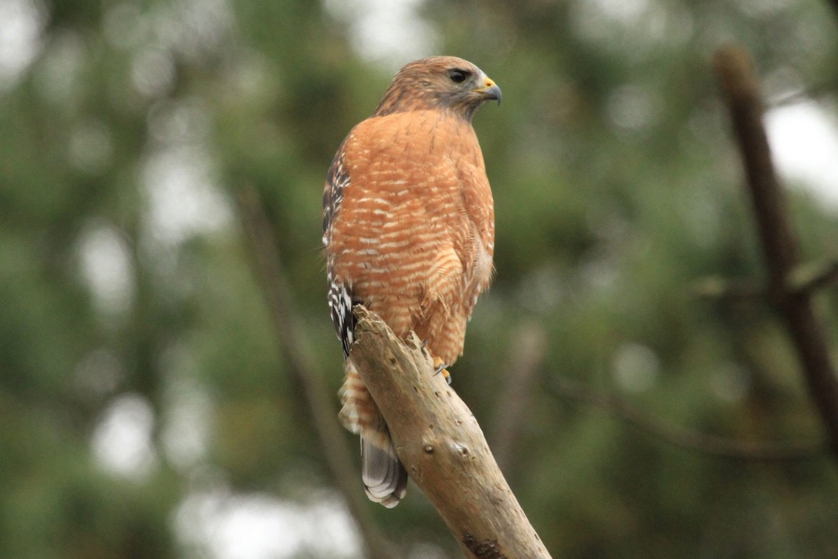 Red-shouldered Hawk - ML624978298