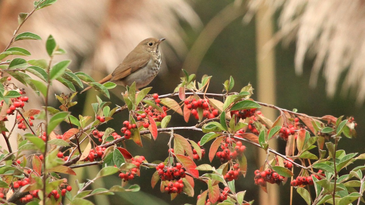 Hermit Thrush - ML624978302