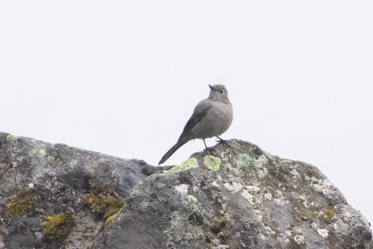 Solitario Norteño - ML624978360