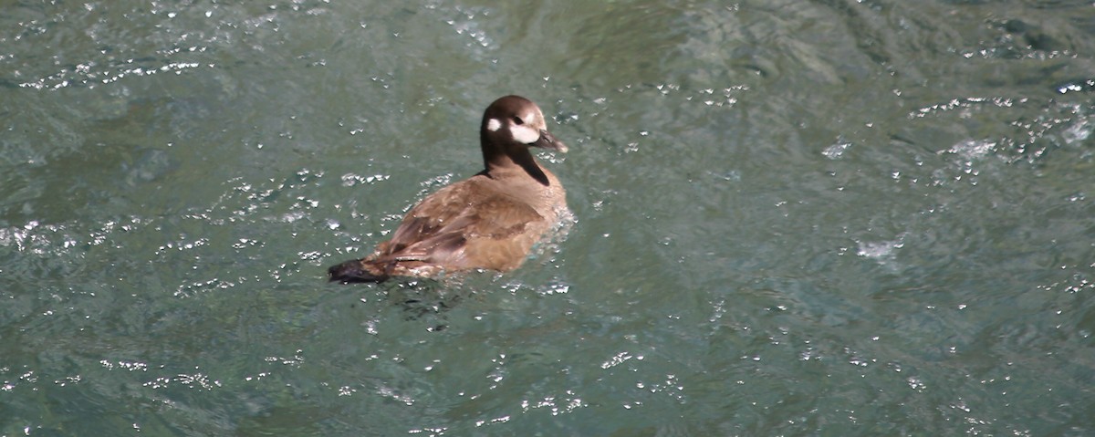 シノリガモ - ML624978440