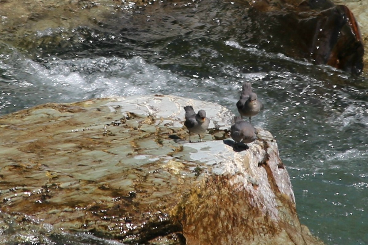 メキシコカワガラス - ML624978456