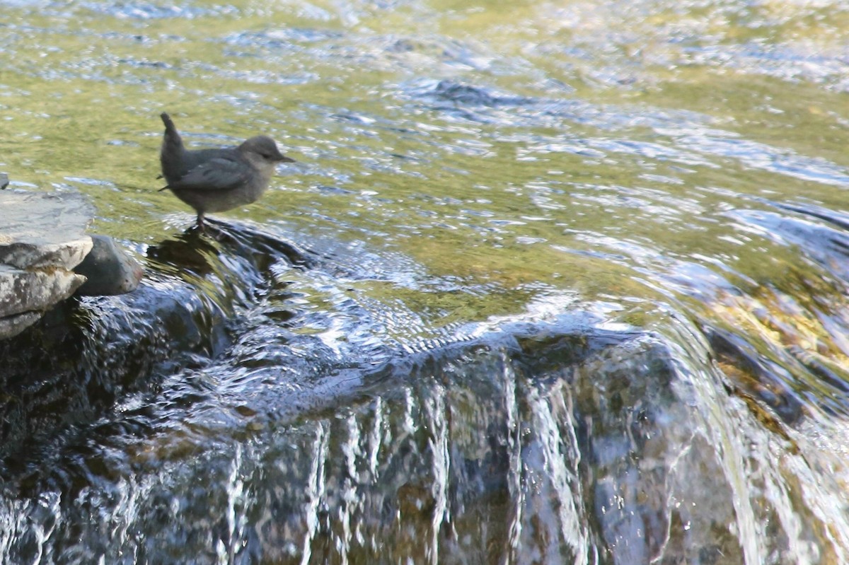 メキシコカワガラス - ML624978482