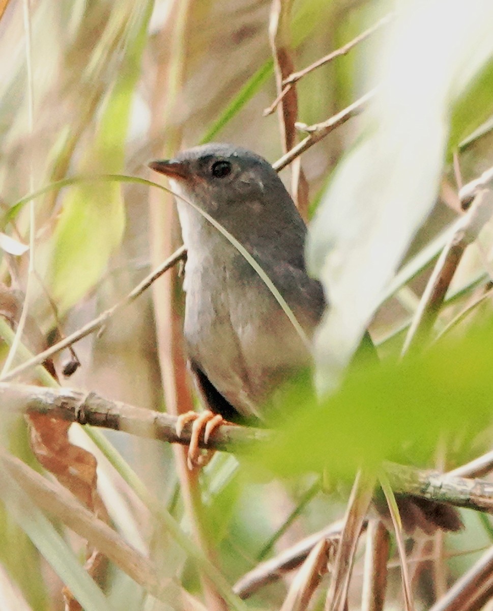 brasiliatapakulo - ML624978512