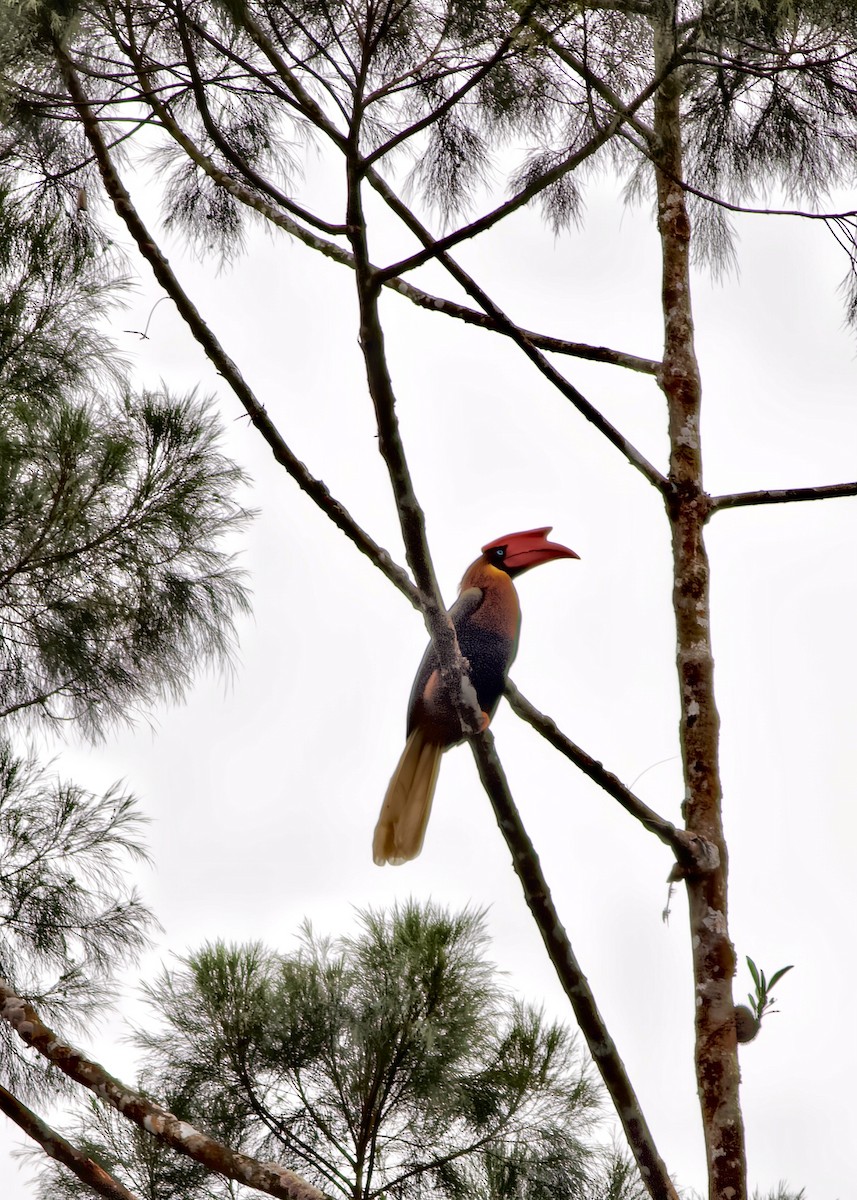 Rufous Hornbill (Northern) - ML624978629