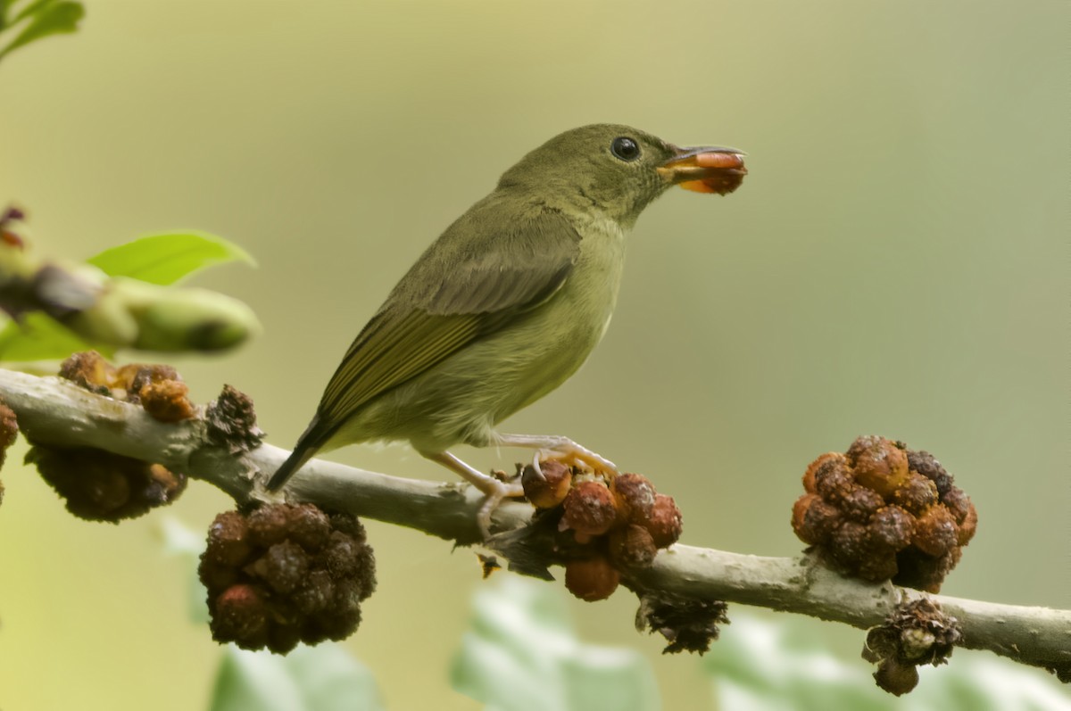 Buzzing Flowerpecker - ML624978678