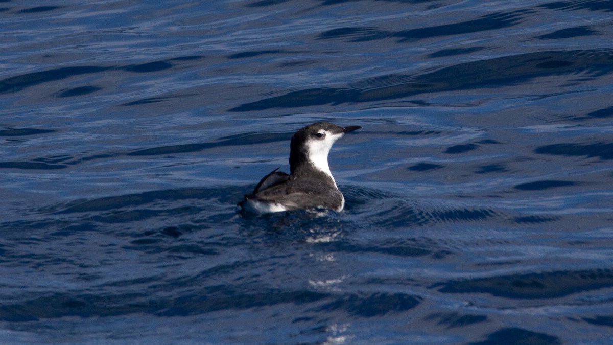 Guadalupe Murrelet - ML624978711