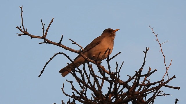 Creamy-bellied Thrush - ML624978864