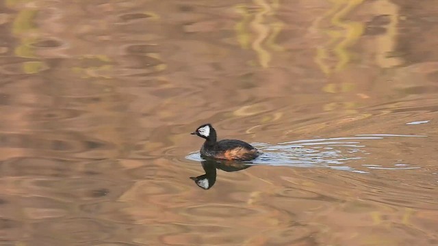 White-tufted Grebe - ML624978954