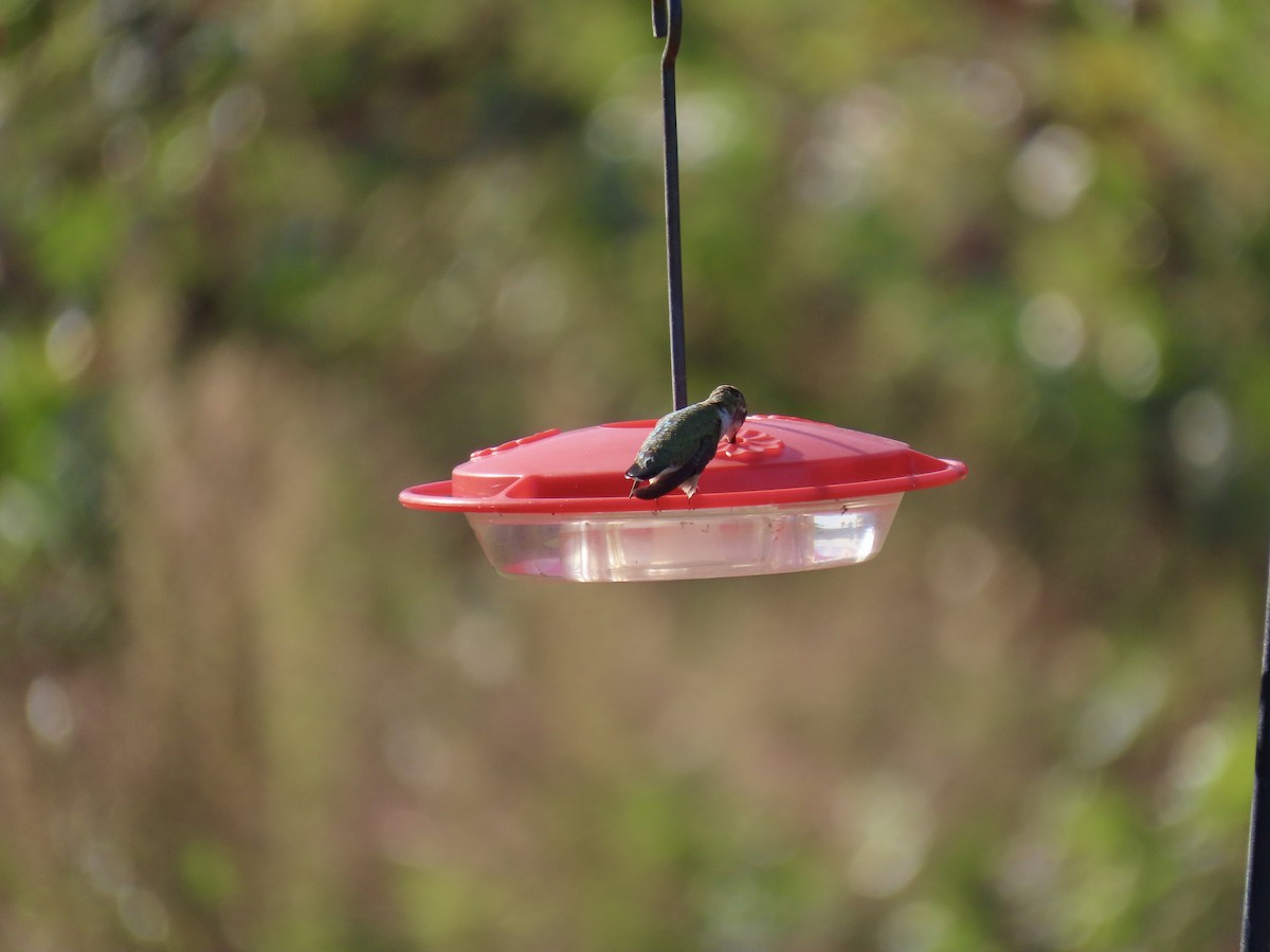 Black-chinned Hummingbird - ML624979104