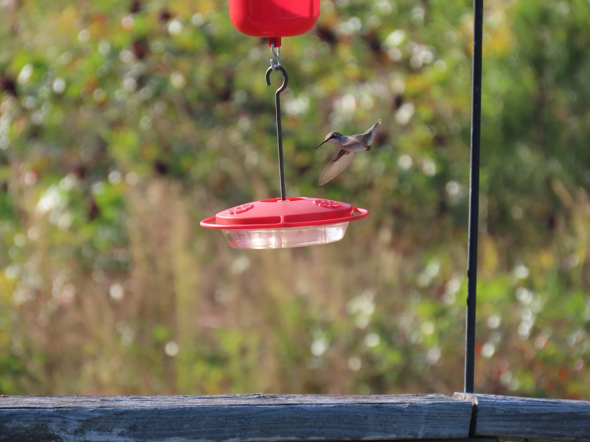 Black-chinned Hummingbird - ML624979105
