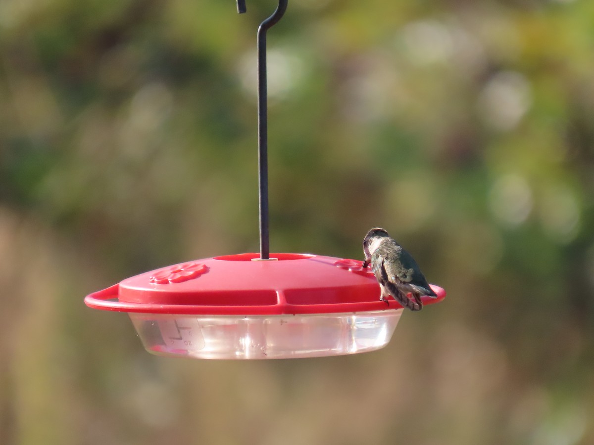 Black-chinned Hummingbird - ML624979107