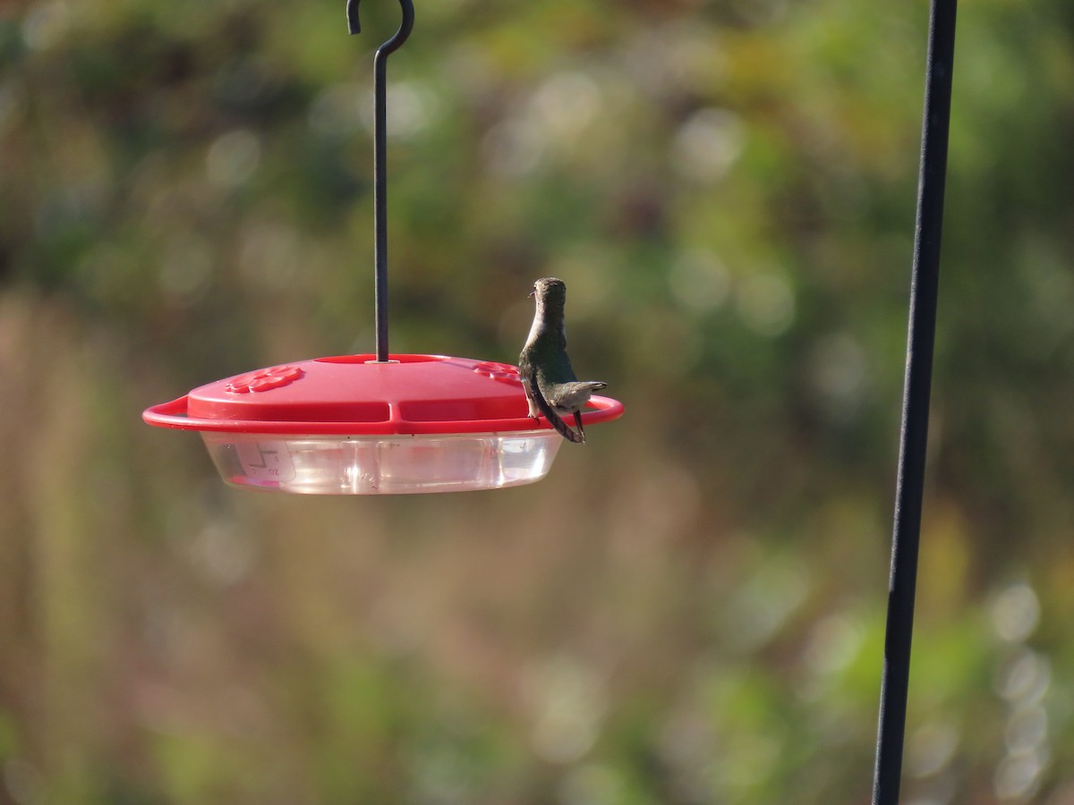 Black-chinned Hummingbird - ML624979108