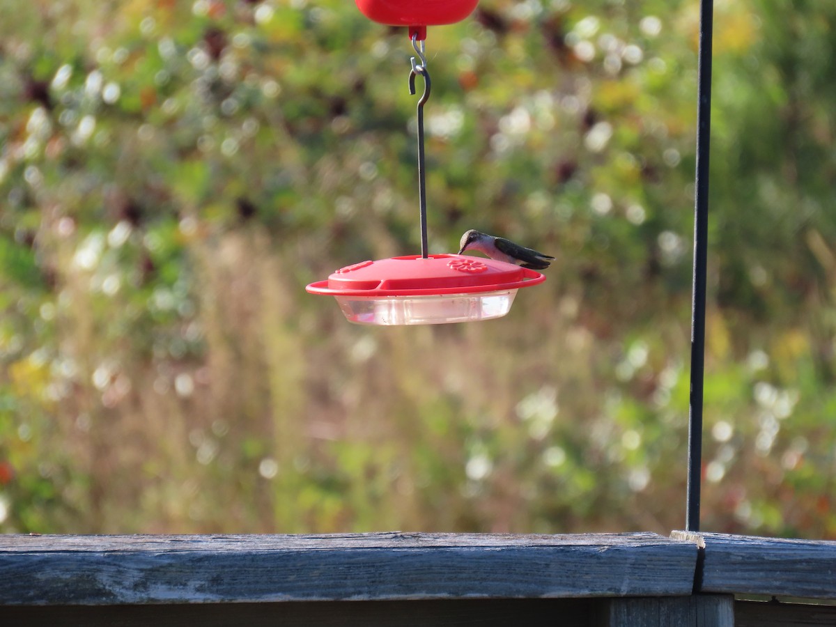 Black-chinned Hummingbird - ML624979109