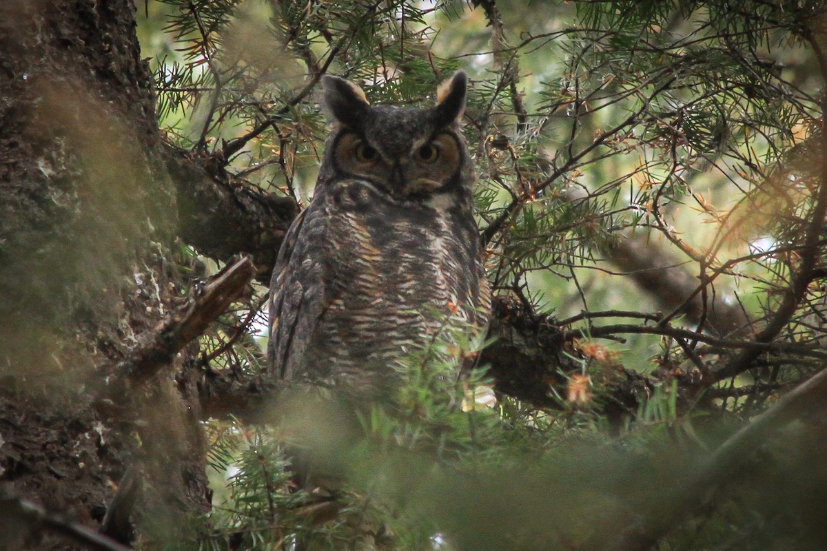 Great Horned Owl - ML624979138