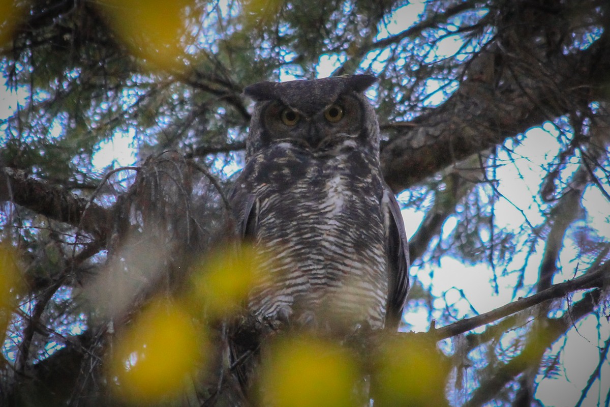 Great Horned Owl - ML624979139