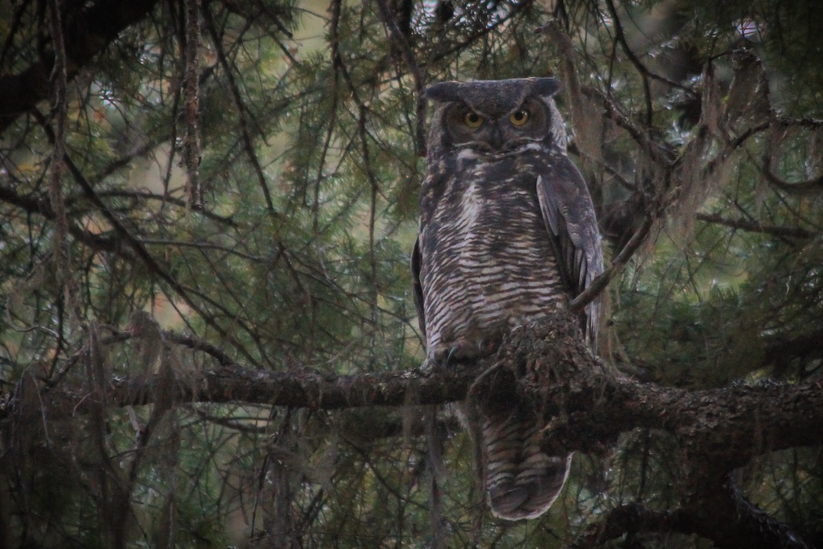 Great Horned Owl - ML624979140