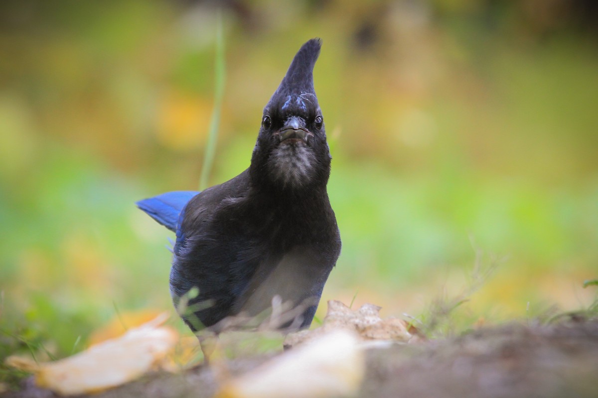 Steller's Jay - ML624979154