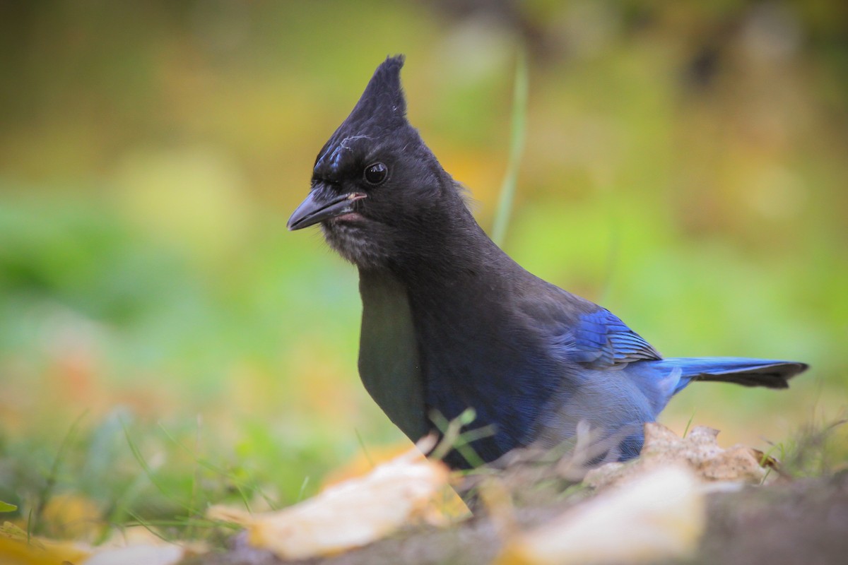 Steller's Jay - ML624979155