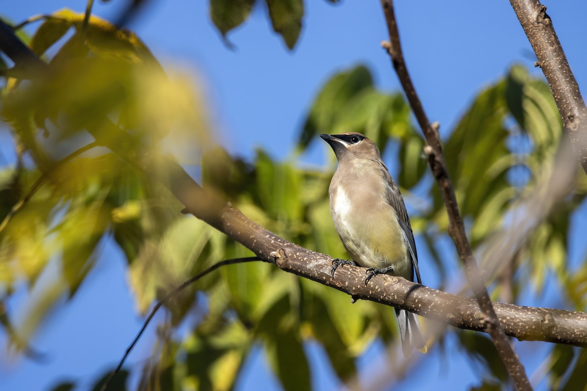 Cedar Waxwing - ML624979168