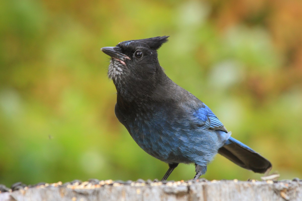 Steller's Jay - ML624979170