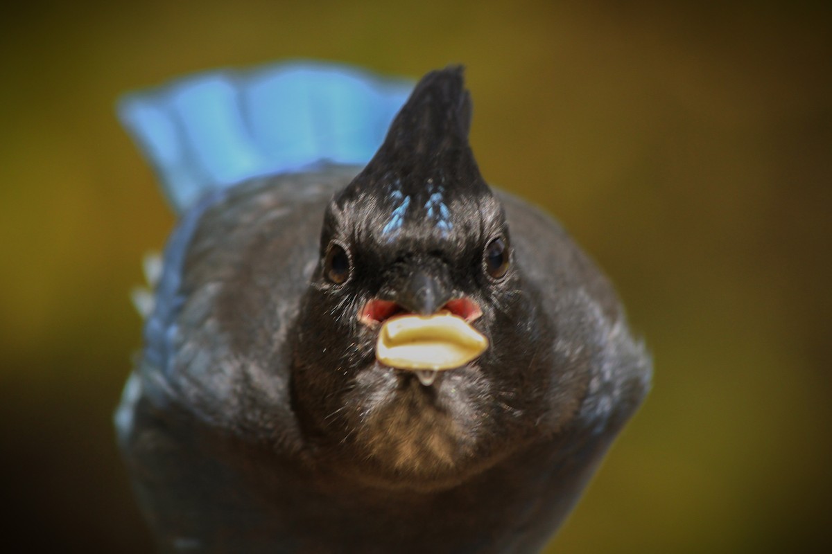 Steller's Jay - ML624979171