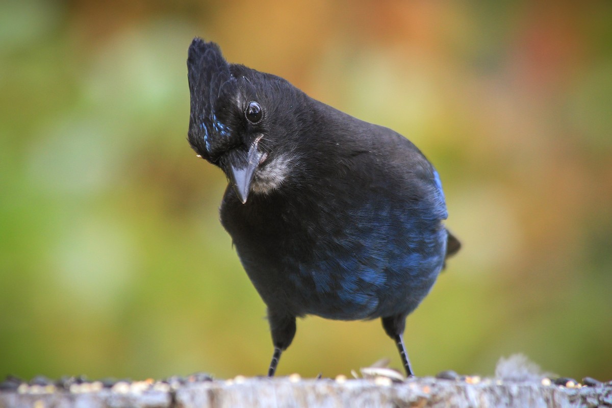 Steller's Jay - ML624979172