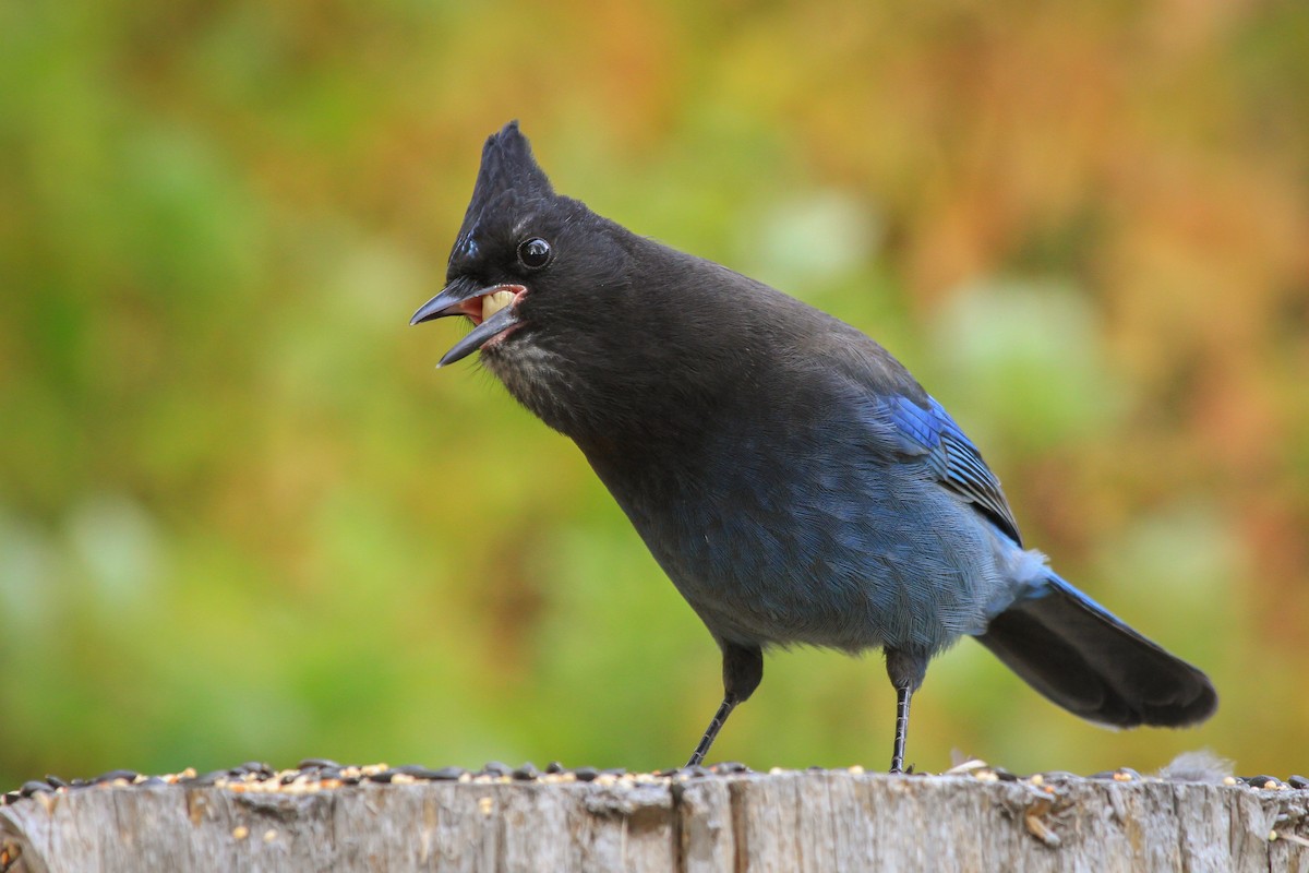 Steller's Jay - ML624979173
