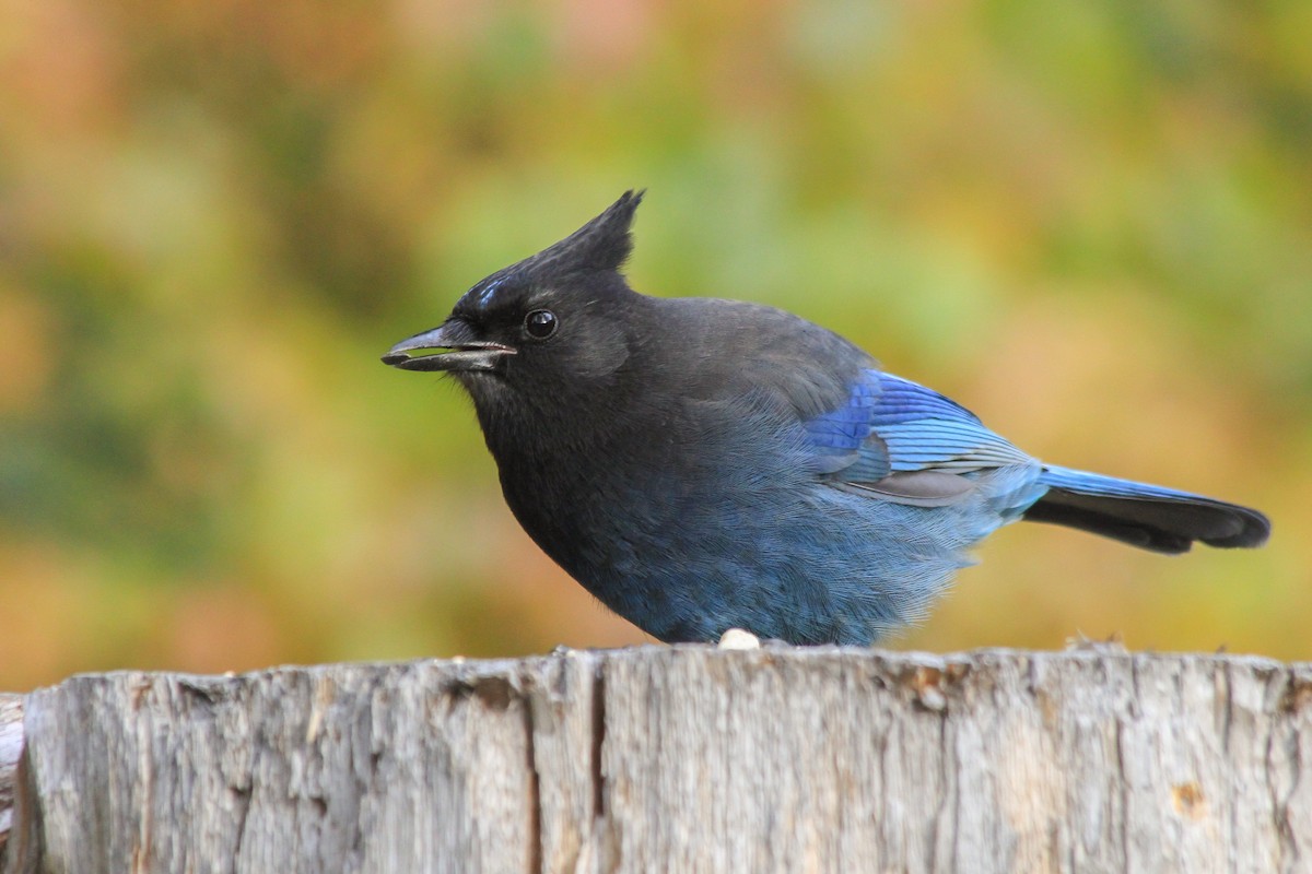 Steller's Jay - ML624979174
