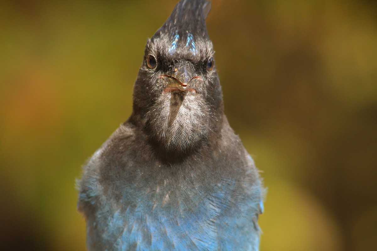 Steller's Jay - ML624979175