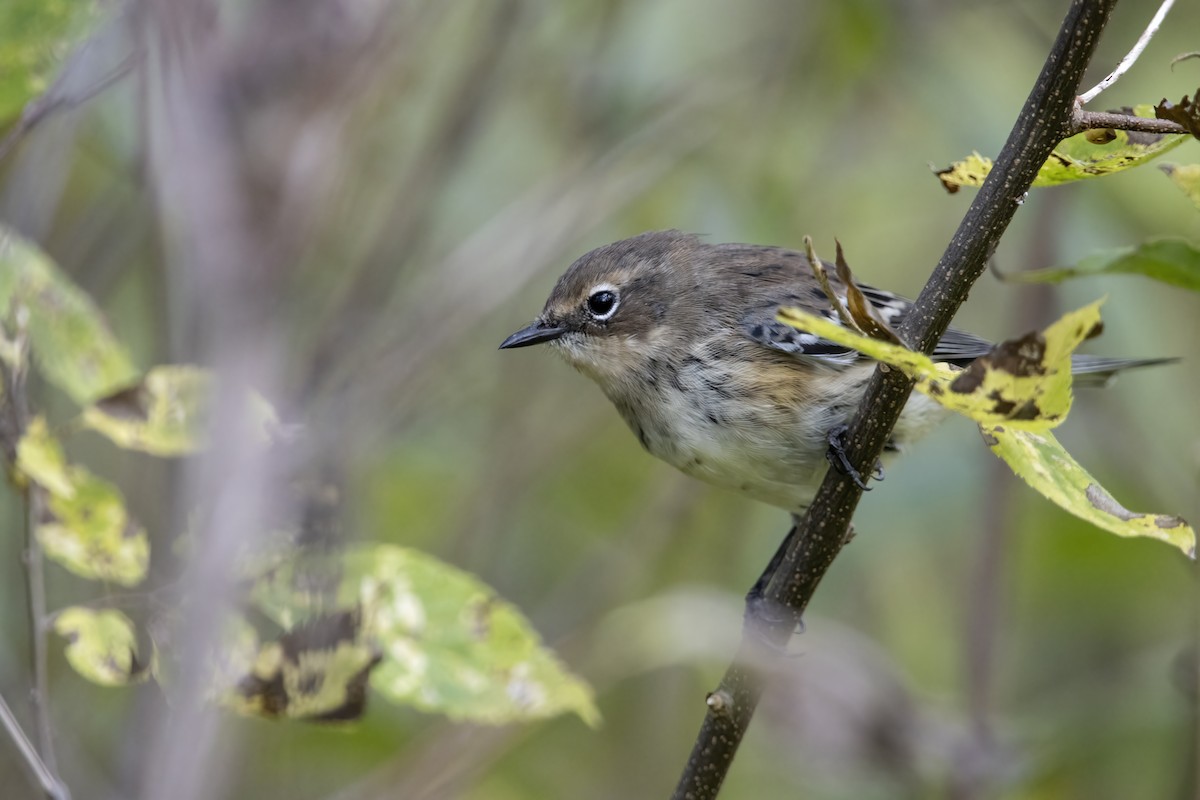 Yellow-rumped Warbler (Myrtle) - ML624979184