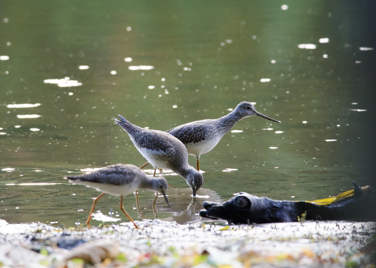 Lesser Yellowlegs - ML624979334