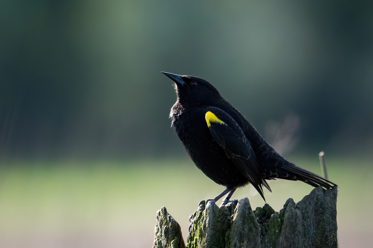 Yellow-winged Blackbird - ML624979348