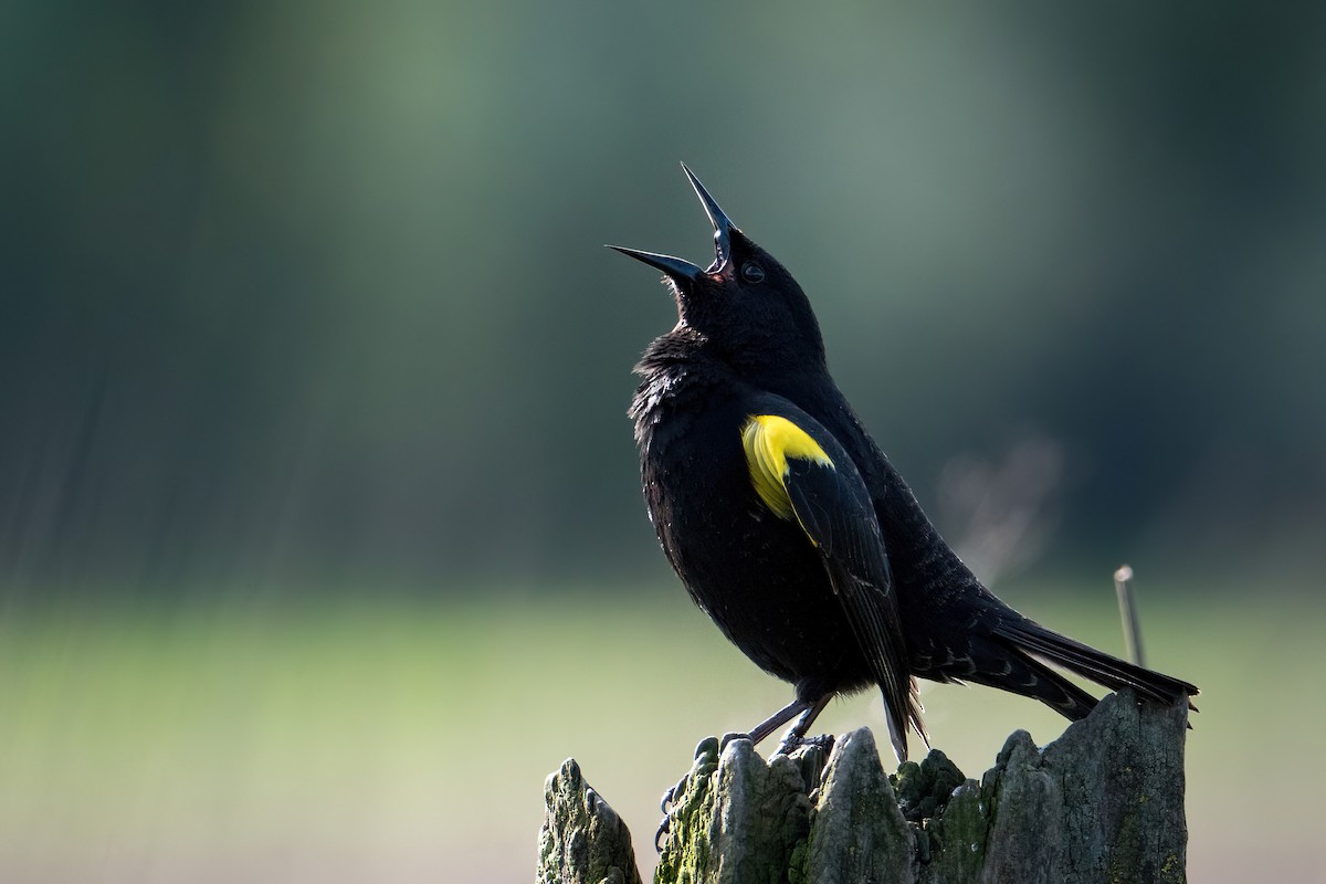 Yellow-winged Blackbird - ML624979349