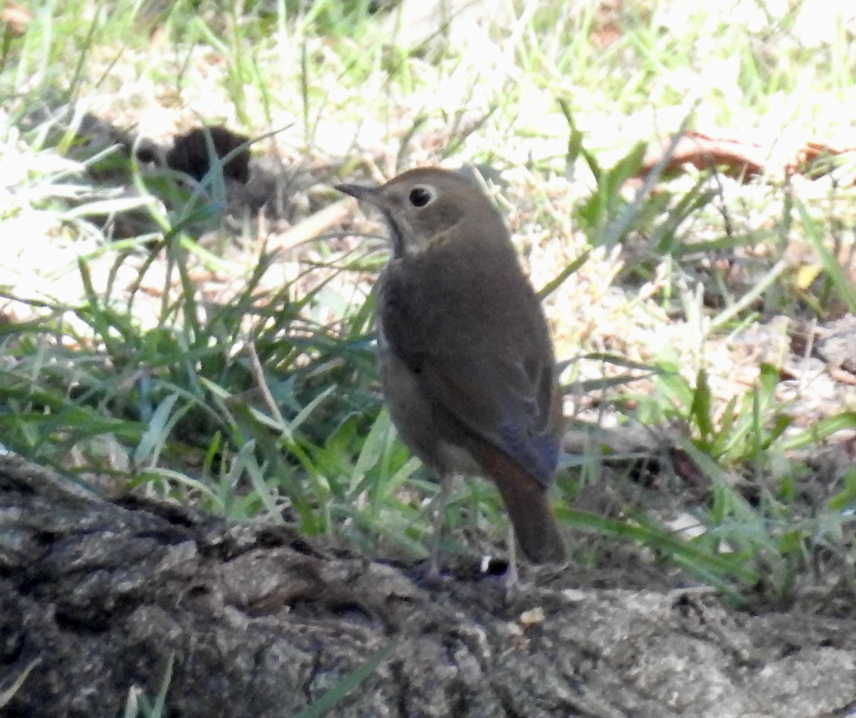 Hermit Thrush - ML624979373