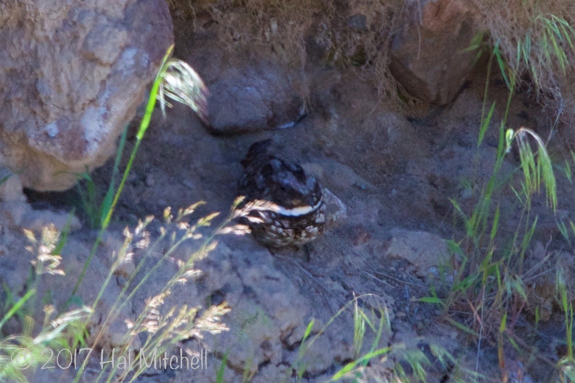 Common Poorwill - ML62497941