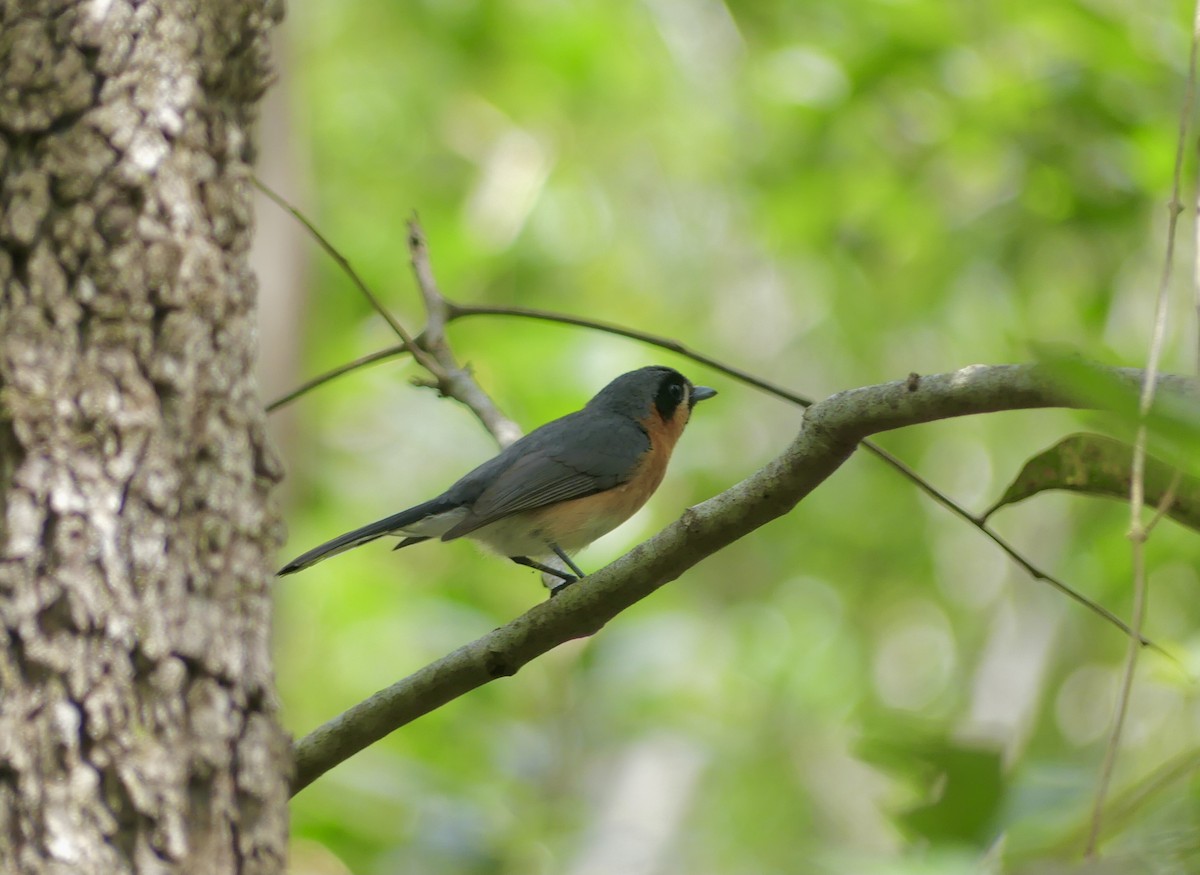 Australian Spectacled Monarch - ML624979489