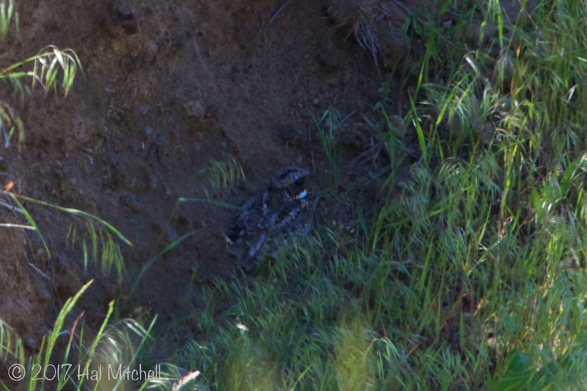 Common Poorwill - ML62497961