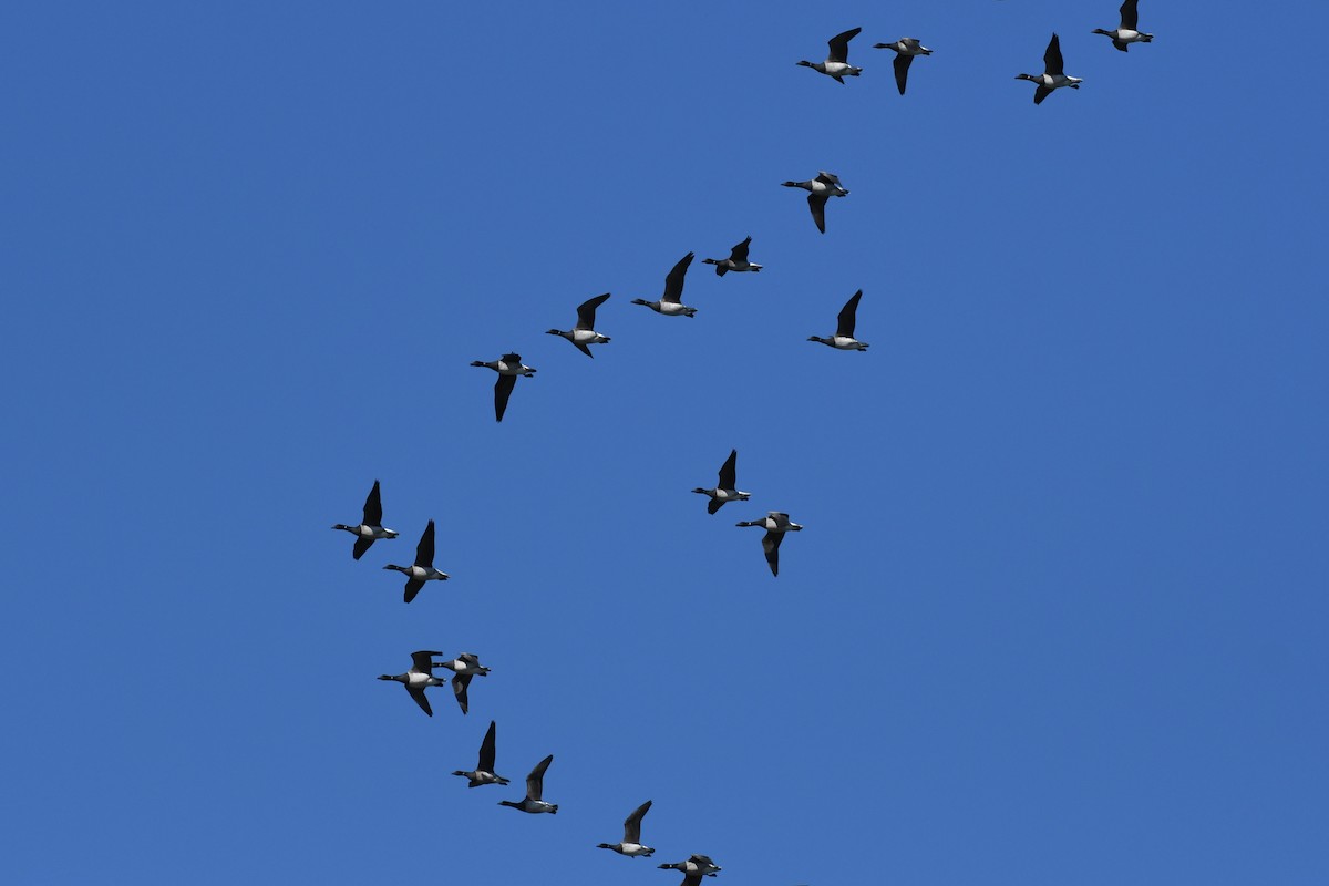 Brant (Atlantic) - ML624979621