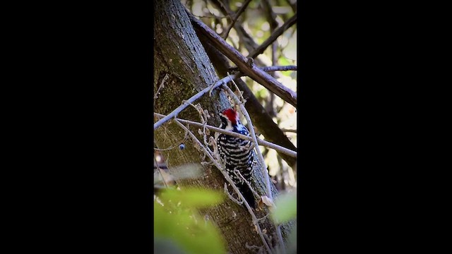 Nuttall's Woodpecker - ML624979662