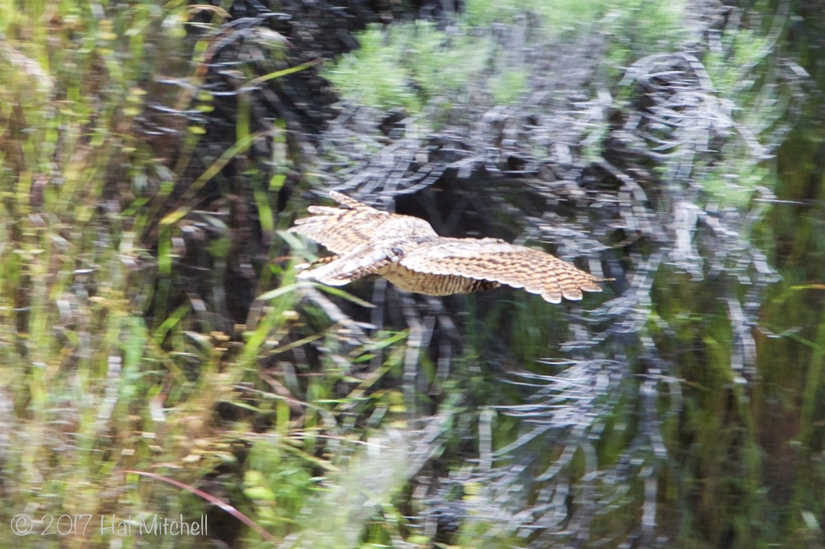 Common Poorwill - ML62497971