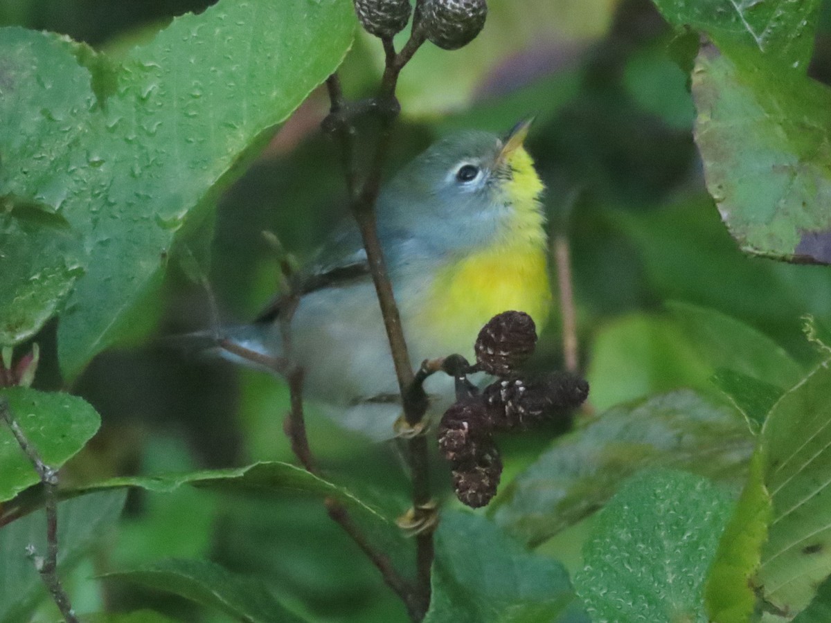 Northern Parula - ML624979776